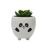 Vaso Decor Novo Sculo Suculenta Artificial Panda 1